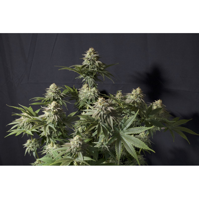 Gorilla Cookies FF Fastbuds Graines de Collection Gorilla Cookies FF Fastbuds Graines de Collection