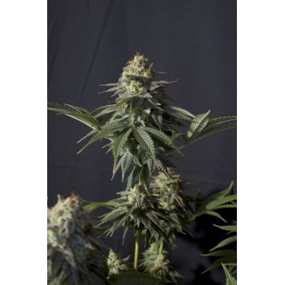 Gorilla Cookies - Féminisée  - FastBuds