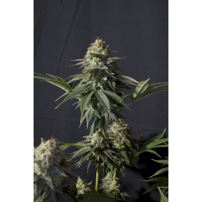 Gorilla Cookies FF Fastbuds Graines de Collection Gorilla Cookies FF Fastbuds Graines de Collection