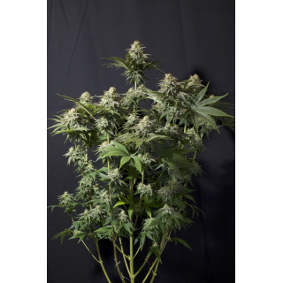 Orange Sherbet - Féminisée - FastBuds