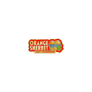 Orange Sherbet FF - FastBuds - Graines de Collection