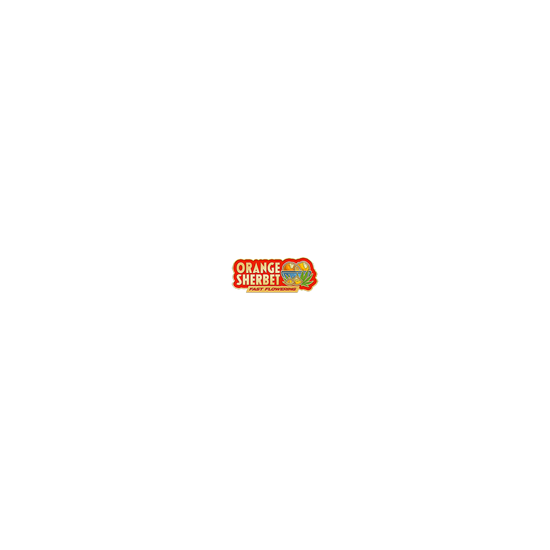 Orange Sherbet FF - FastBuds - Graines de Collection Orange Sherbet FF - FastBuds - Graines de Collection