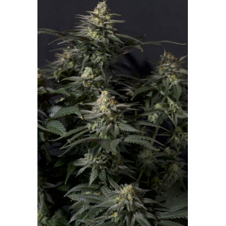 Purple Lemonade - FF - FastBuds