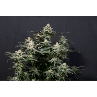 Purple Lemonade - FF - FastBuds