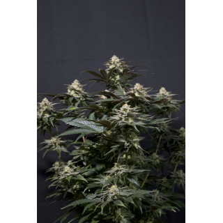 Purple Lemonade - FF - FastBuds