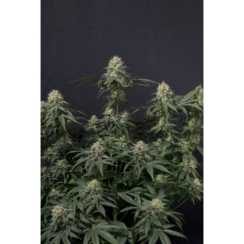 Tropicana Cookies - Féminisée - FastBuds