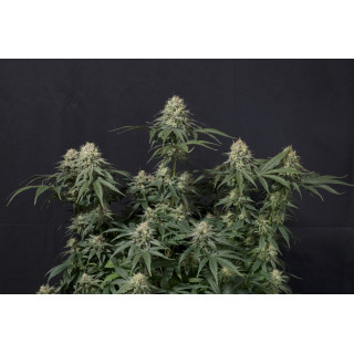 Tropicana Cookies - Féminisée - FastBuds