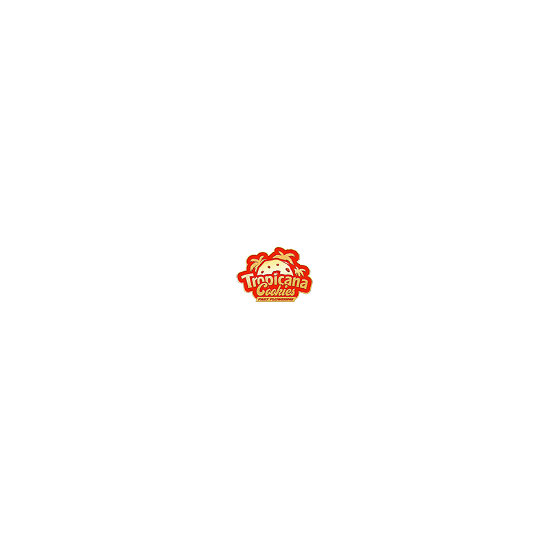 Logo GG4 Sherbet FF Fastbuds Graines de Collection Logo GG4 Sherbet FF Fastbuds Graines de Collection