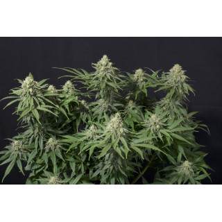 Wedding Cheesecake - Féminisée - FastBuds