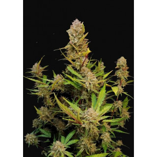 Apricot - Autofloraison - FastBuds
