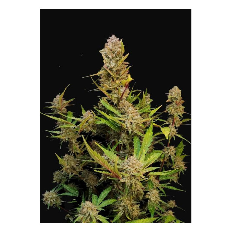 Apricot Auto - FastBuds - Graines de collection Apricot Auto - FastBuds - Graines de collection