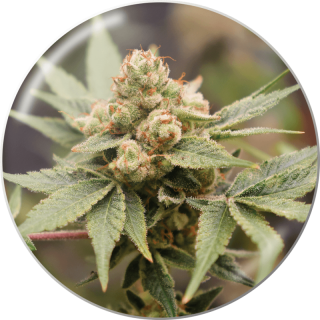 Medical Grape CBD- Féminisée - Medical Seeds | ROOTS-SEEDS.FR
