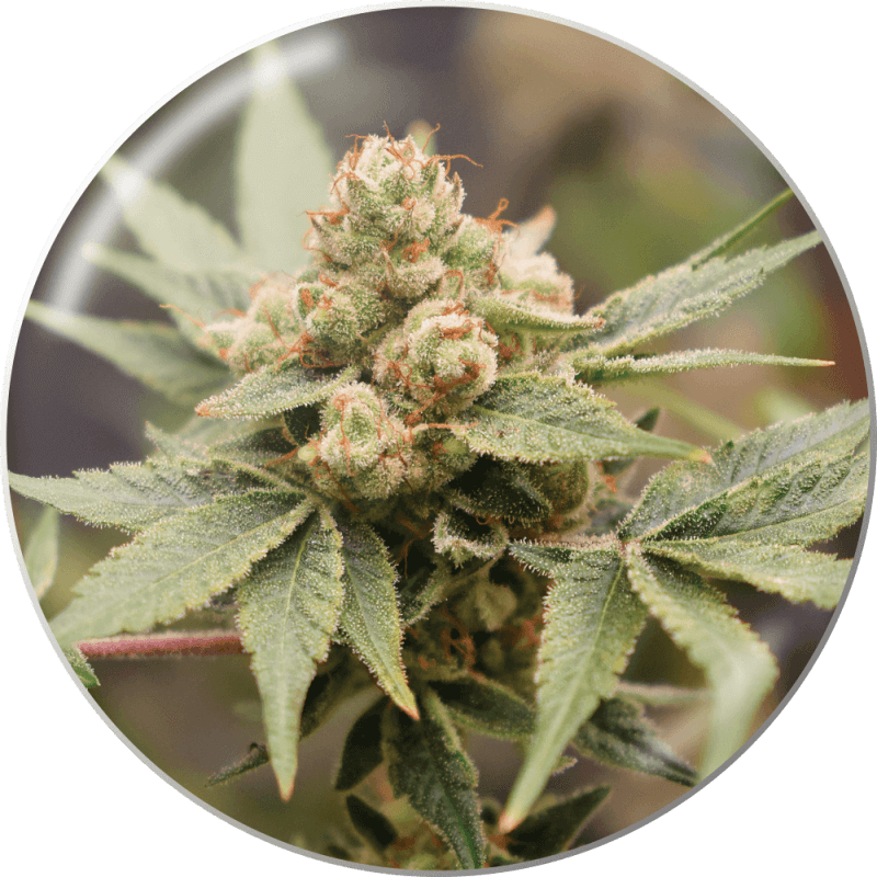 Medical Grape CBD- Féminisée - Medical Seeds | ROOTS-SEEDS.FR