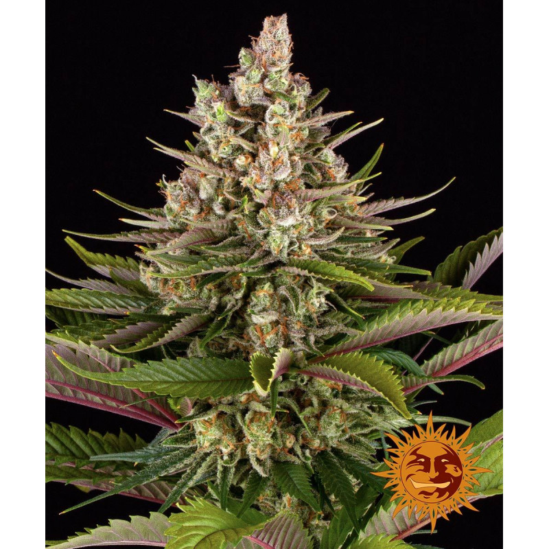 Sour Strawberry - Féminisée - Barney's Farm | ROOTS-SEEDS.FR