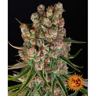 GMO - Autofloraison - Barney's Farm | ROOTS-SEEDS.FR