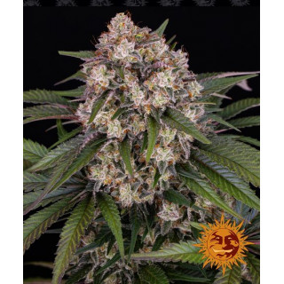 OG Kush - Autofloraison - Barney's Farm | ROOTS-SEEDS.FR