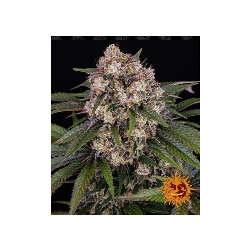 OG Kush - Autofloraison - Barney's Farm | ROOTS-SEEDS.FR