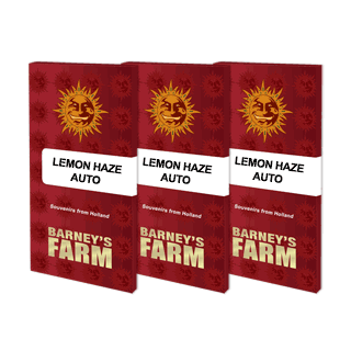 Lemon Haze - Autofloraison - Barney's Farm | ROOTS-SEEDS.FR