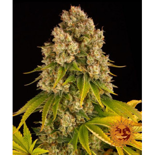 Cheese - Autofloraison - Barney’s Farm | ROOTS-SEEDS.FR