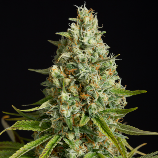 Amnesia Lemon - Féminisée - Silent Seeds | ROOTS-SEEDS.FR