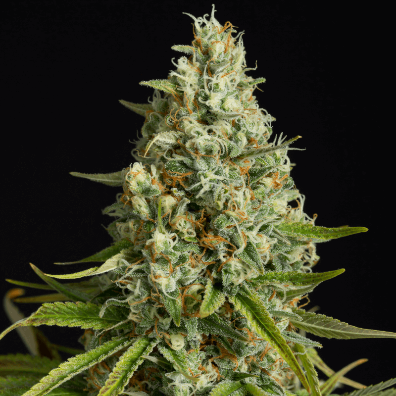 Amnesia Lemon - Féminisée - Silent Seeds | ROOTS-SEEDS.FR