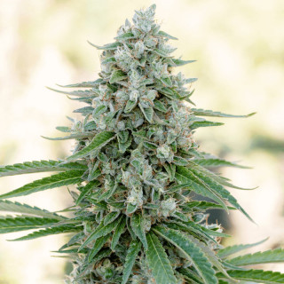 Critical Mango - Féminisée - Silent Seeds | ROOTS-SEEDS.FR