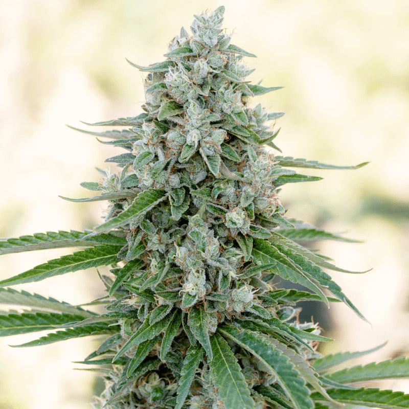 Critical Mango - Féminisée - Silent Seeds | ROOTS-SEEDS.FR