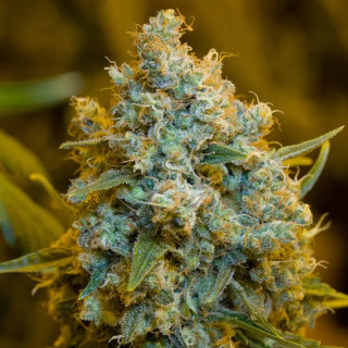 Critical Jack - Féminisée - Silent Seeds | ROOTS-SEEDS.FR
