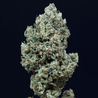Critical + 2.0 - Autofloraison - Silent Seeds | ROOTS-SEEDS.FR