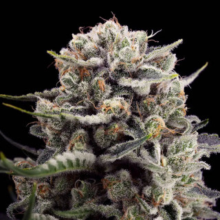 B-45 By Booba - Féminisée - Silent Seed | ROOTS-SEEDS.FR