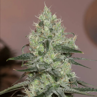 Original Amnesia - Féminisée - Silent Seeds | ROOTS-SEEDS.FR