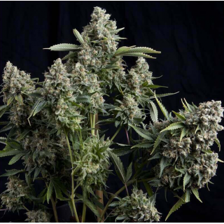 Tutankhamon - Féminisée - Pyramid Seeds