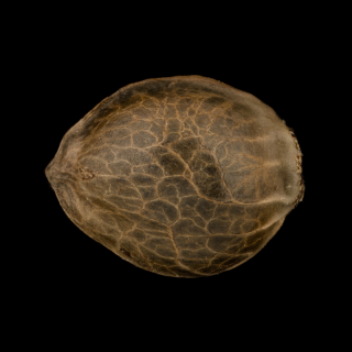 Moby Dick - Féminisée - Silent Seeds | ROOTS-SEEDS.FR
