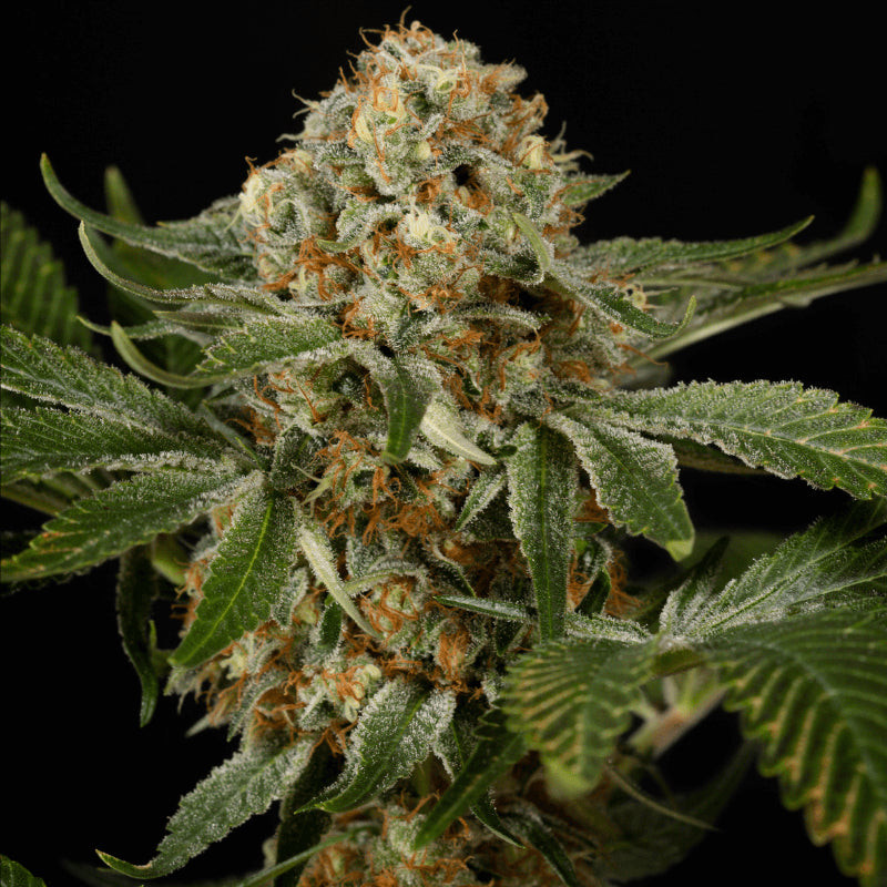 OG Kush – Féminisée – Silent Seeds | ROOTS-SEEDS.FR