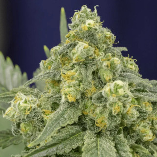 White Widow - Féminisée - Silent Seeds | ROOTS-SEEDS.FR