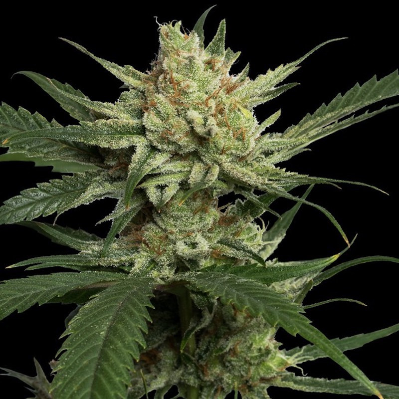 Strawberry banana reserva privada