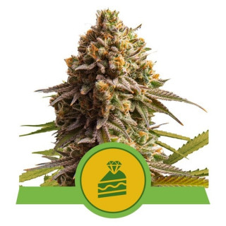Wedding Cake - Autofloraison - Royal Queen Seeds | ROOTS-SEEDS.FR