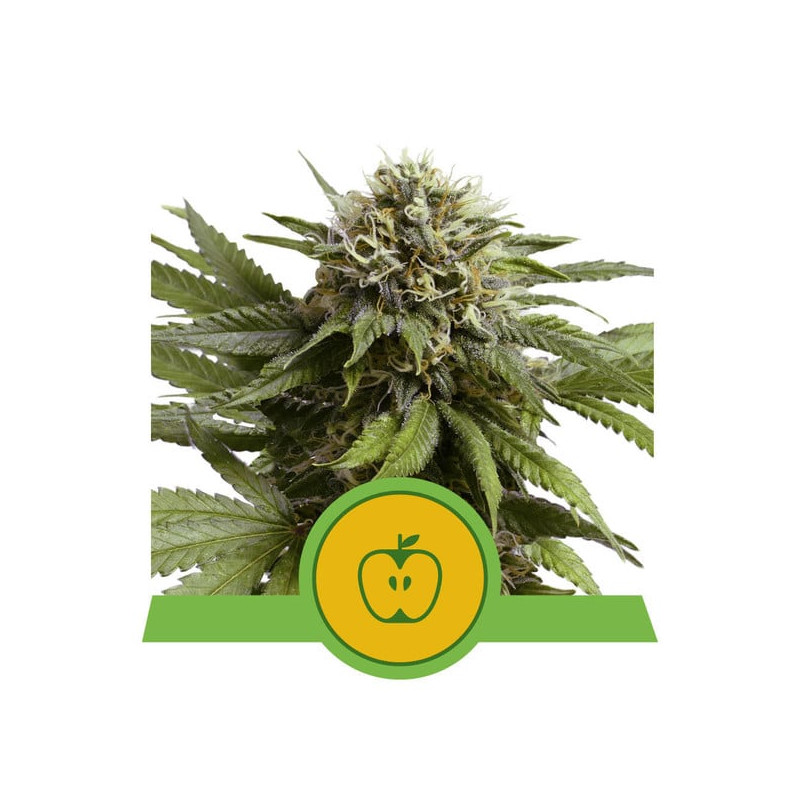 Apple Fritter - Autofloraison - Royal Queen Seeds| ROOTS-SEEDS.FR