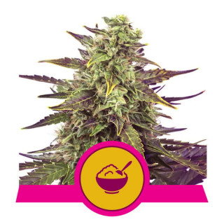Cereal Milk - Féminisée - Royal Queen Seeds| ROOTS-SEEDS.FR