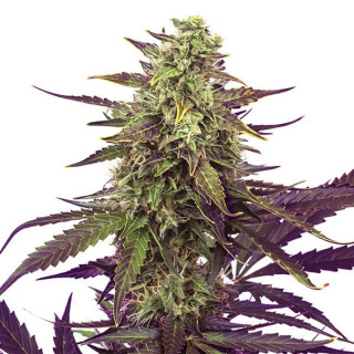 Cereal Milk - Féminisée - Royal Queen Seeds| ROOTS-SEEDS.FR