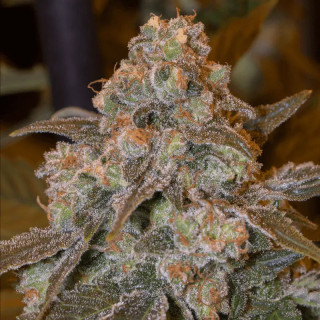 Gorilla Frost - Féminisée - Silent Seeds | ROOTS-SEEDS.FR