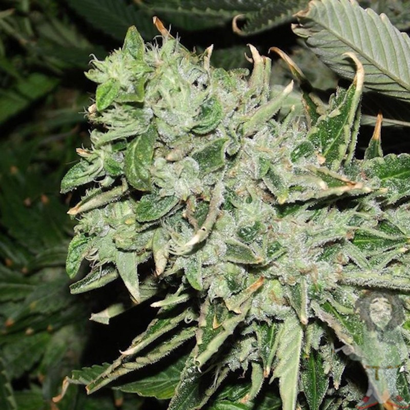 Sour kush reserva privada Sour kush reserva privada