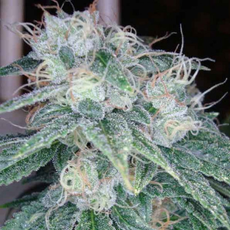 Sour diesel reserva privada Sour diesel reserva privada
