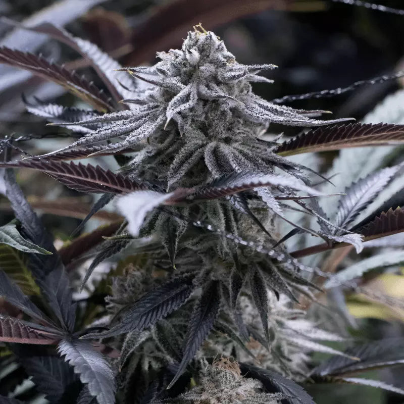 Grape Juice - Féminisée - Silent Seeds | ROOTS-SEEDS.FR