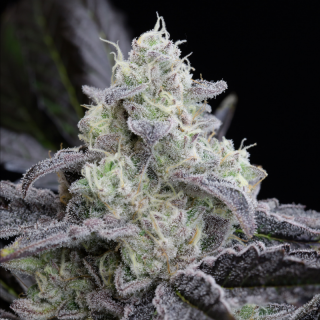 L.A Vanilla Cake - Féminisée - Silent Seeds | ROOTS-SEEDS.FR