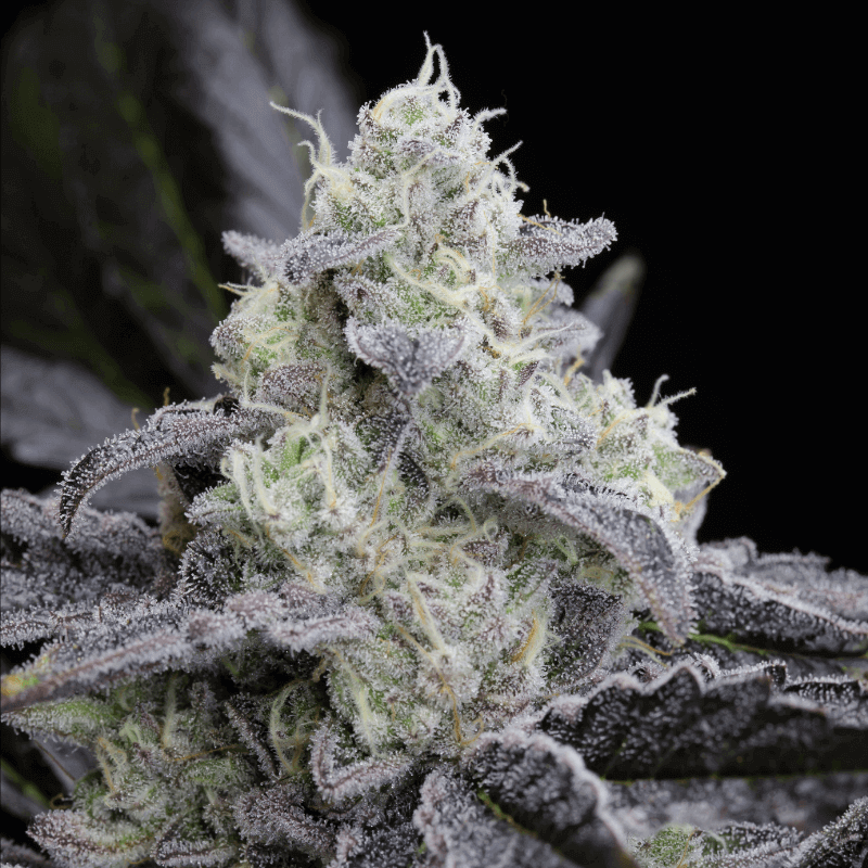 L.A Vanilla Cake - Féminisée - Silent Seeds | ROOTS-SEEDS.FR