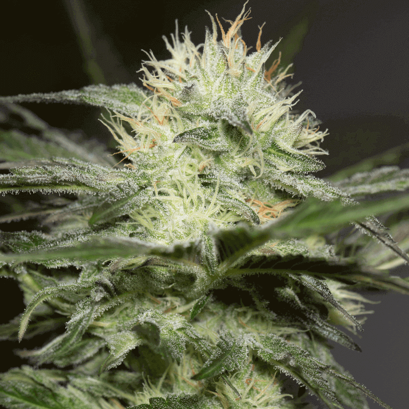 Lemon Sorbet - Féminisée - Silent Seeds | ROOTS-SEEDS.FR