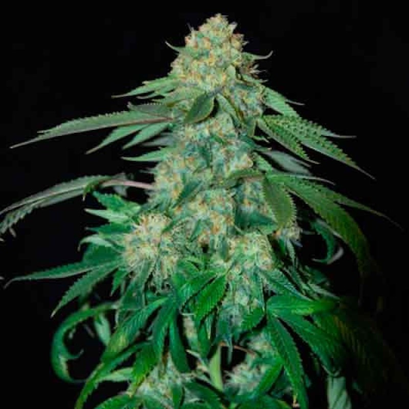 Og kush reserva privada féminisée Og kush reserva privada féminisée
