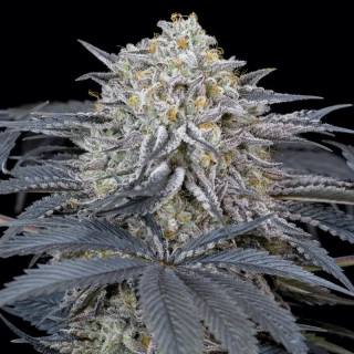 Watermelon Runtz - Féminisée - Silent Seeds | ROOTS-SEEDS.FR