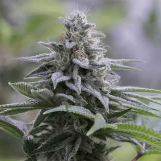 Zkittlez 2.0 - Féminisée - Silent Seeds | ROOTS-SEEDS.FR
